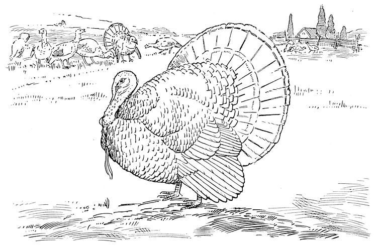 Free turkey coloring pages