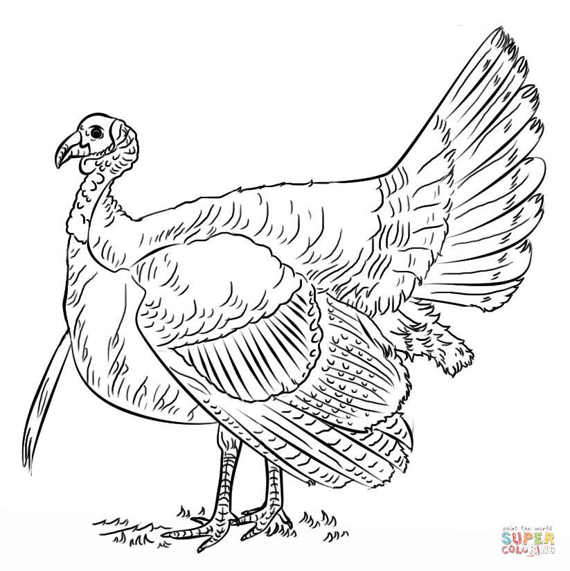 Turkey coloring page free printable coloring pages