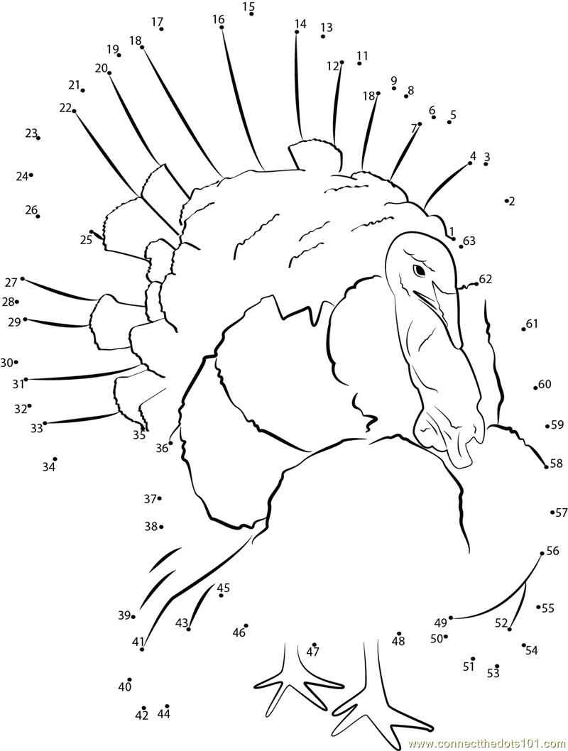 Exotic bird turkey dot to dot printable worksheet