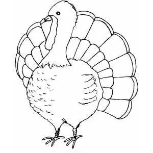 Turkey coloring page