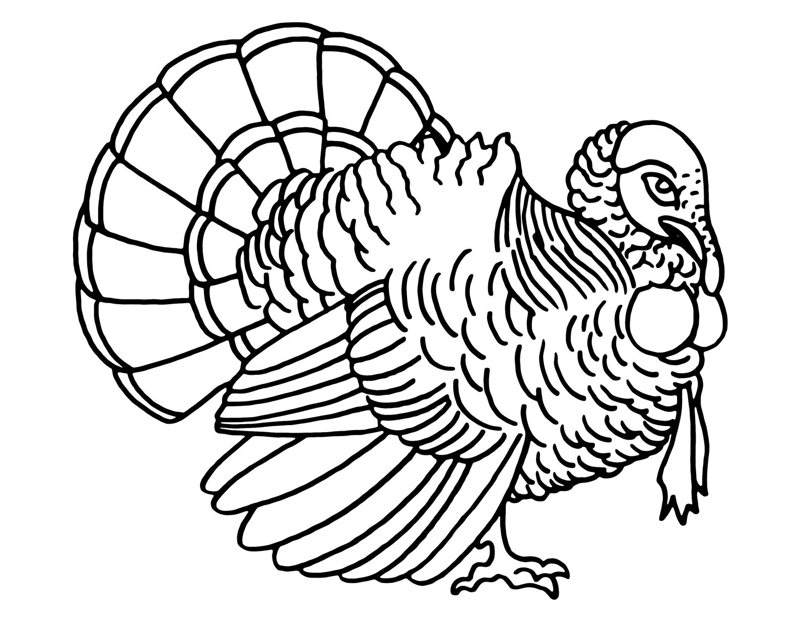 Turkey coloring page by cetivarose on