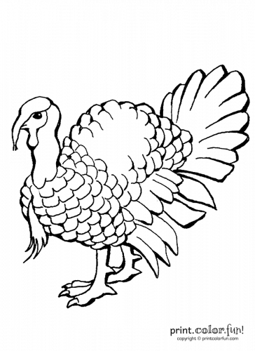 Terrific thanksgiving turkey coloring pages for some free printable holiday fun at