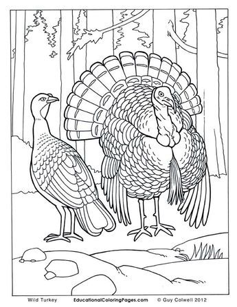 Realistic animal coloring pages coloring pages animal coloring pages turkey coloring pages bird coloring pages