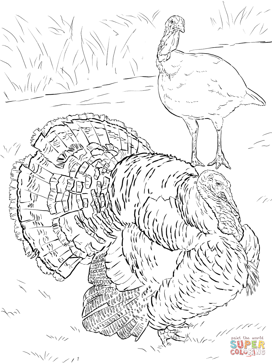 Domesticated turkey tom and hen coloring page free printable coloring pages