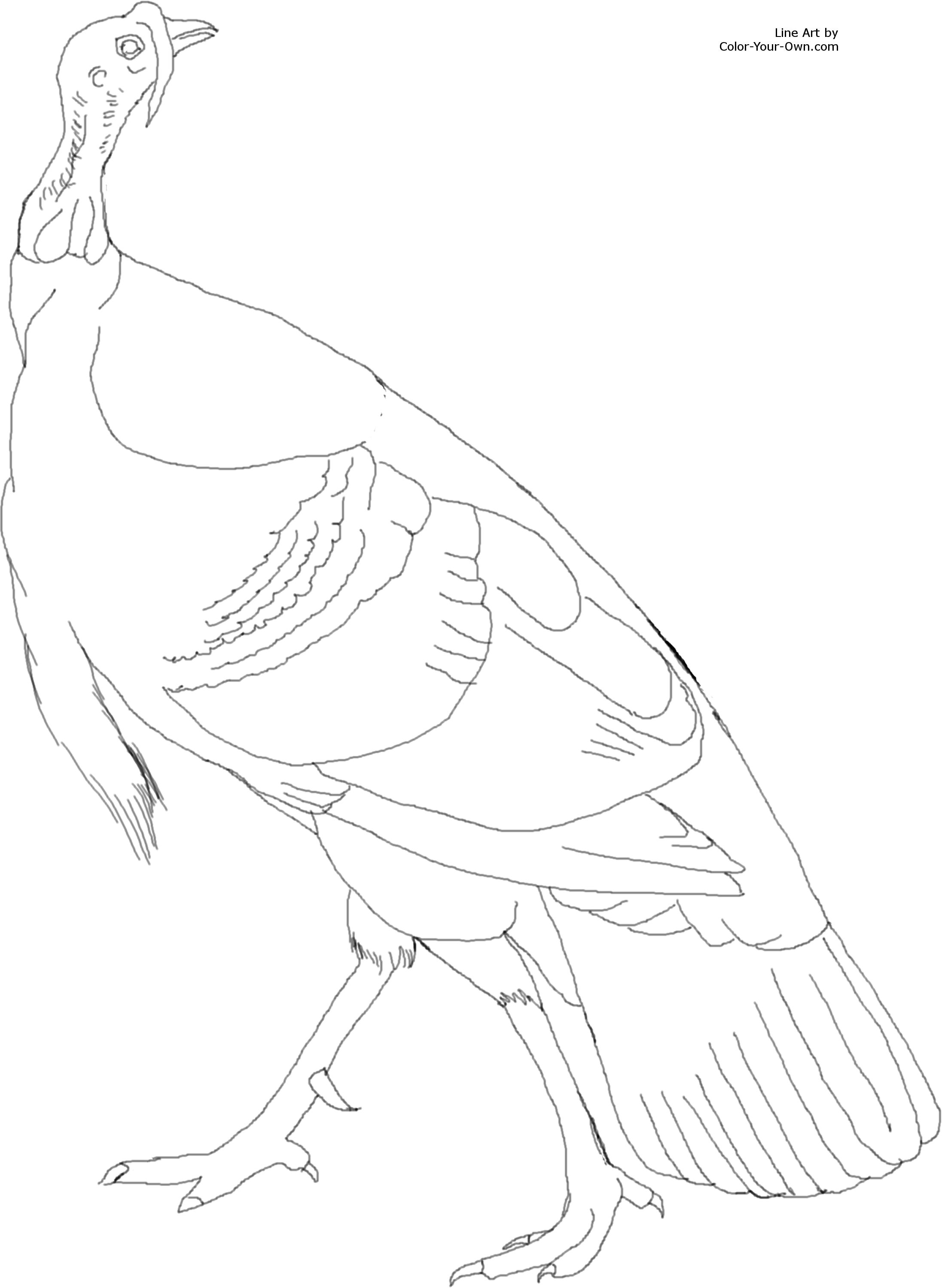 American wild turkey coloring page