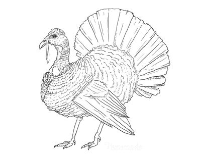 Free printable turkey coloring pages for kids turkey coloring pages animal drawings sketches coloring pages