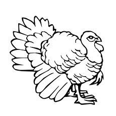 Top turkey coloring pages for toddlers