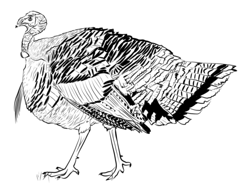 Realistic turkey coloring page free printable coloring pages