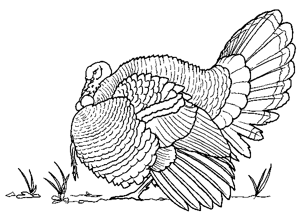 Coloring page turkey animals â printable coloring pages