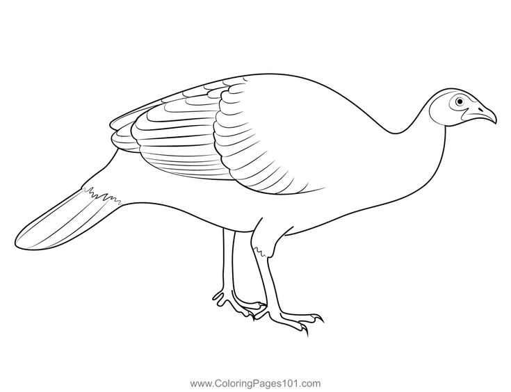 The turkey bird coloring page turkey coloring pages bird coloring pages coloring pages