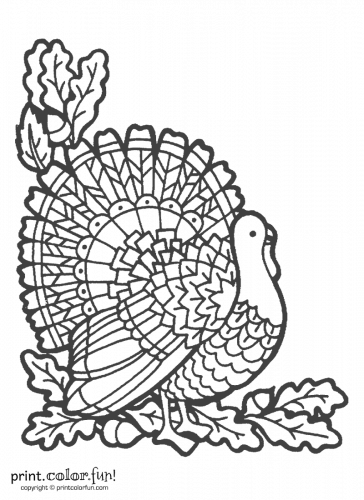 Terrific thanksgiving turkey coloring pages for some free printable holiday fun at