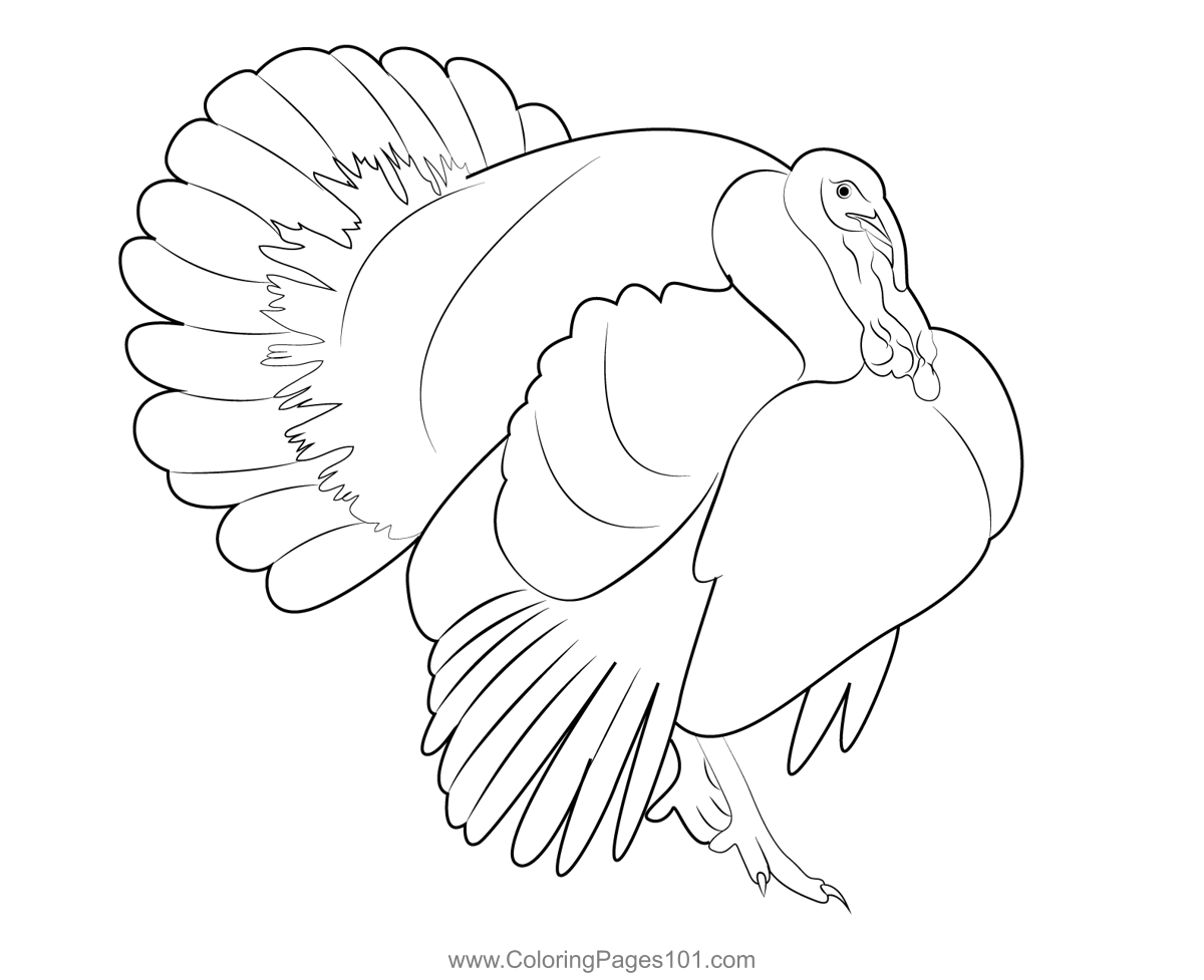 Bourbon red turkey coloring page for kids