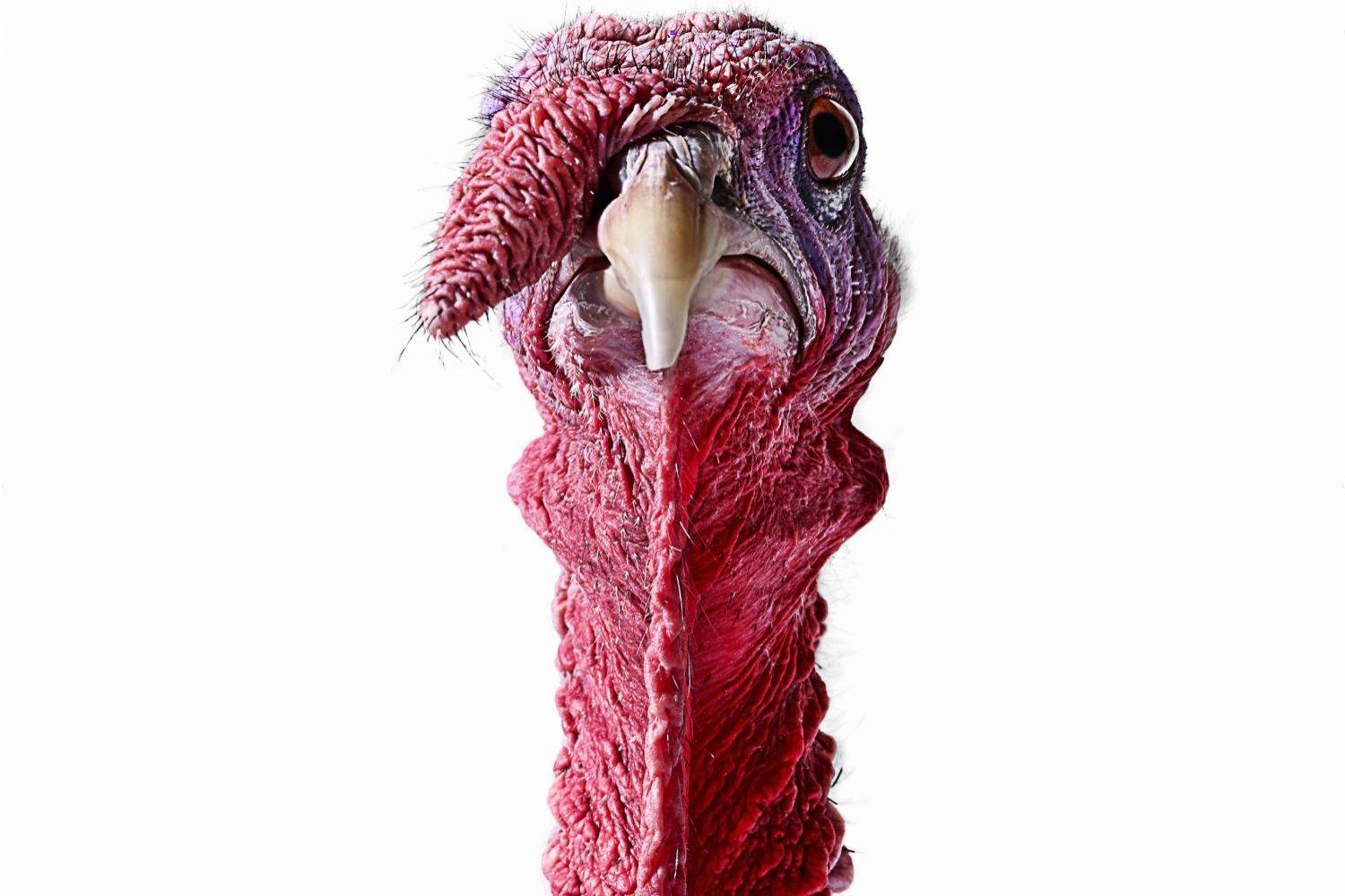 Turkey facts biology and statistics