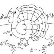 Turkey coloring pages free coloring pages