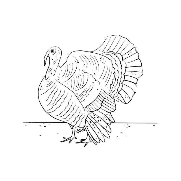 Premium vector hand drawn turkey outline illustration