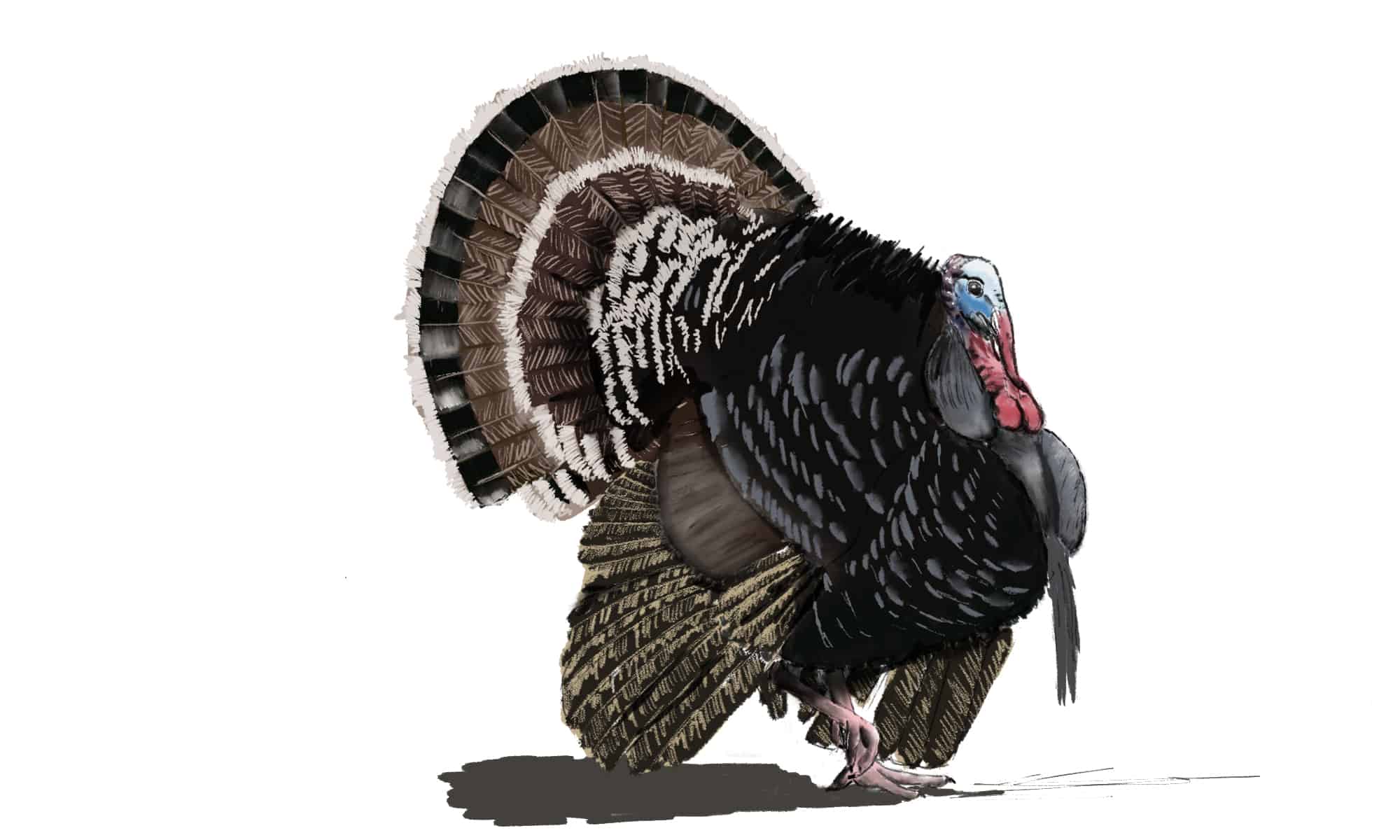 How to draw a turkey in easy steps