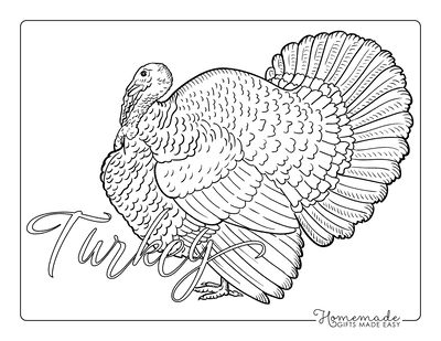 Free printable turkey coloring pages for kids