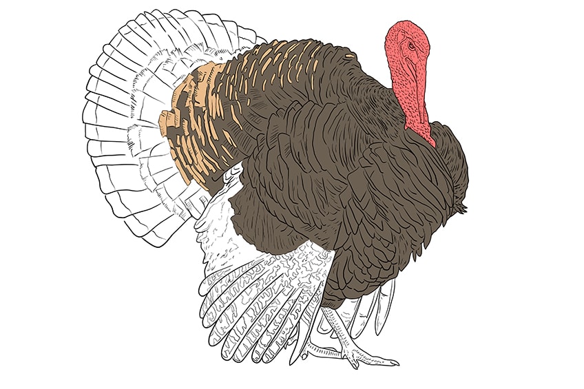 How to draw a turkey