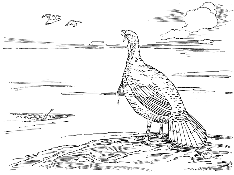 Free turkey coloring pages