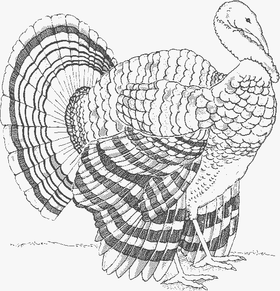 Turkey ideas turkey drawing turkey turkey coloring pages