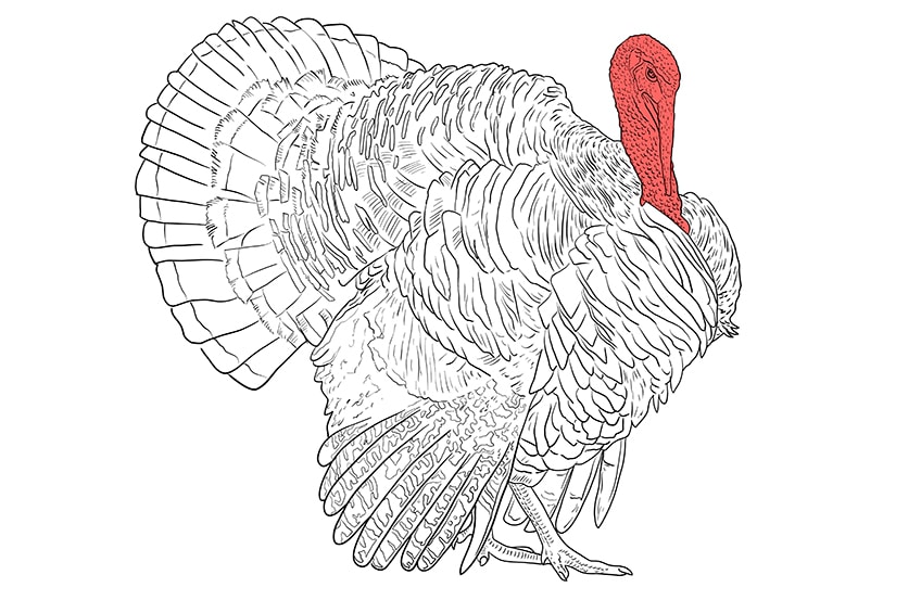 How to draw a turkey