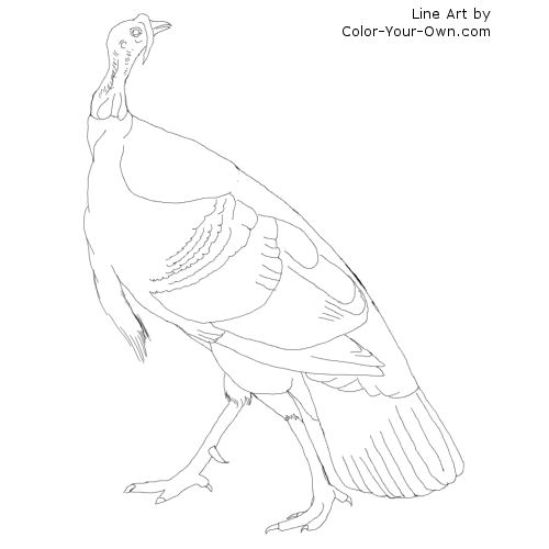 American wild turkey coloring page