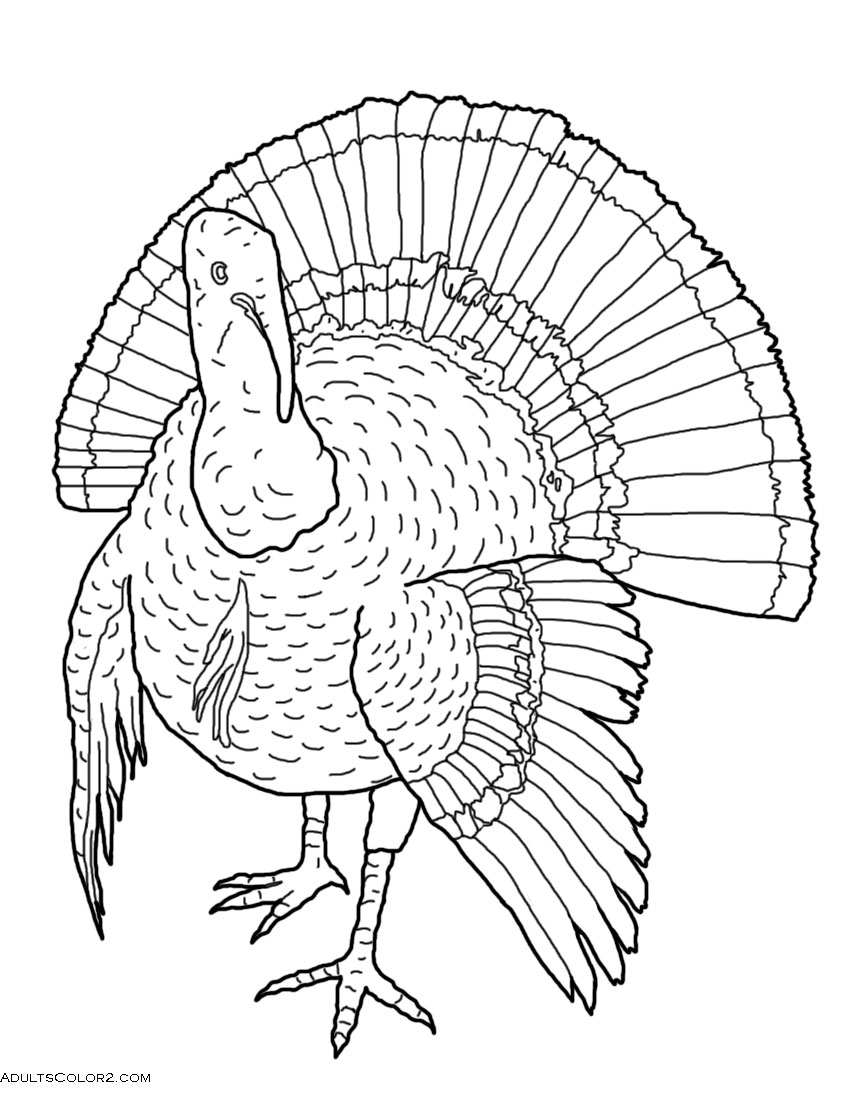 Thanksgiving coloring pages tint yourself a turkey