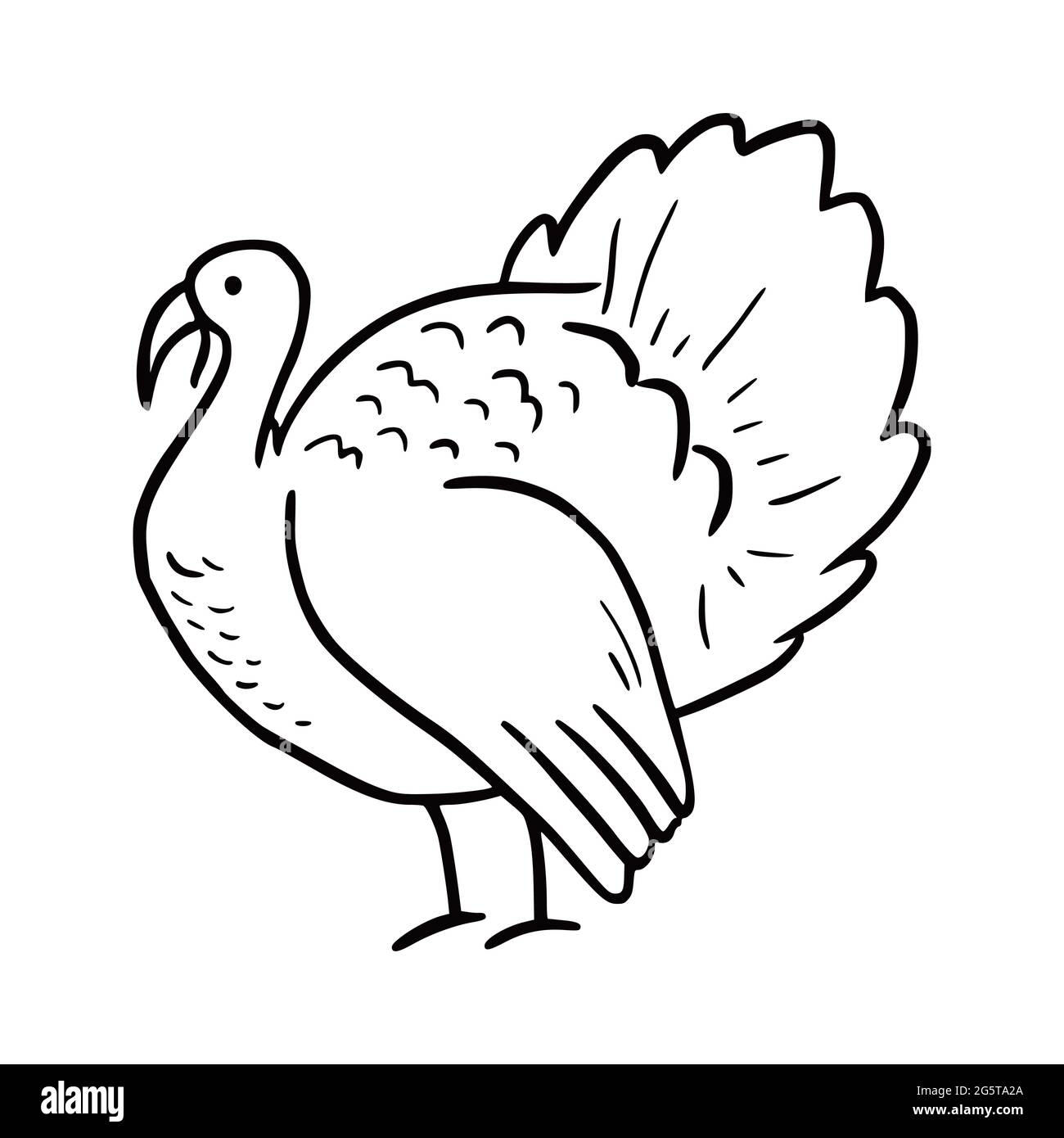 Turkey bird drawing hi