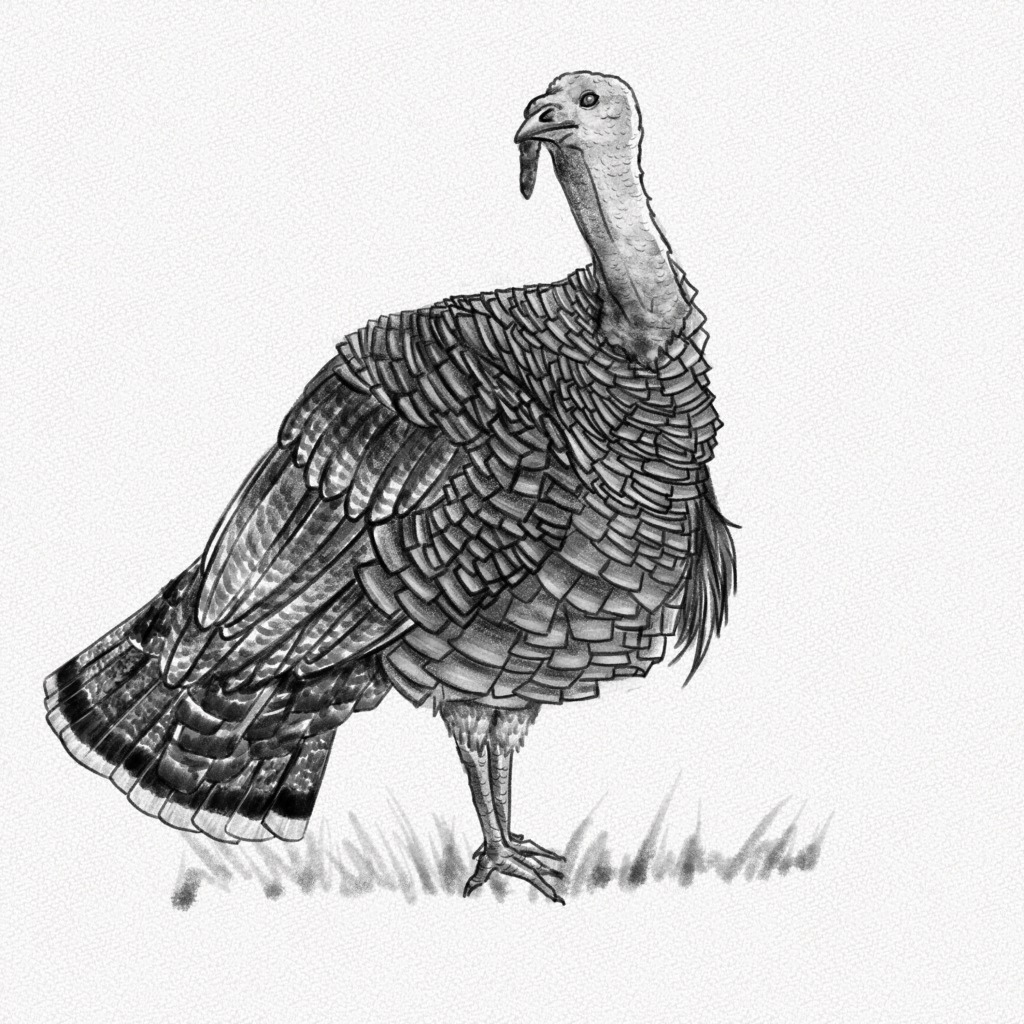 How to draw a turkey â step