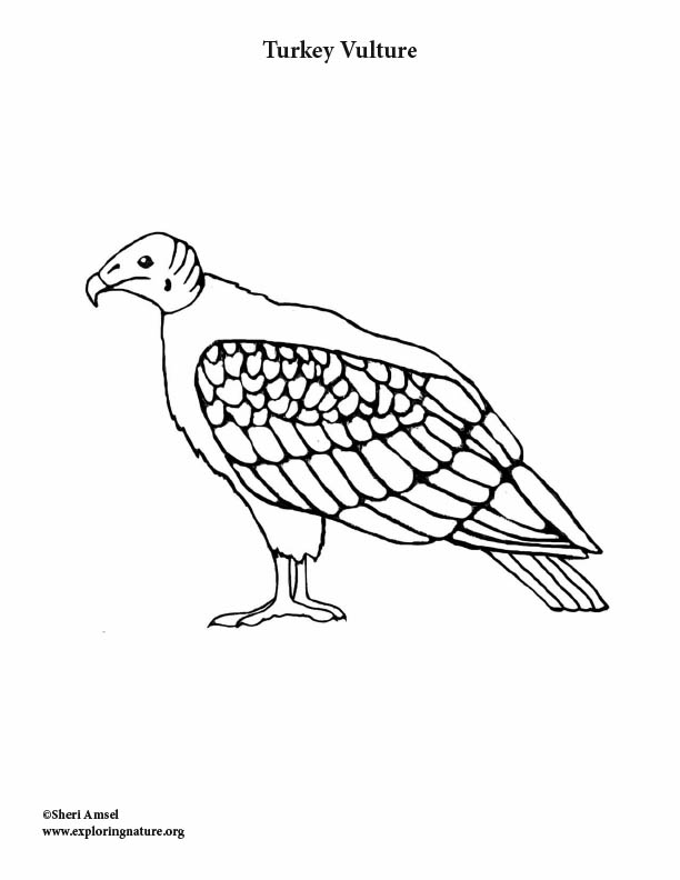 Vulture turkey coloring page