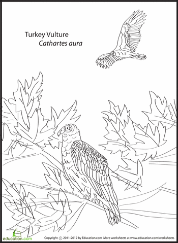 Turkey vulture coloring page education bird coloring pages coloring pages animal habitats