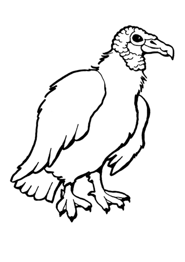 Coloring pages vulture bird coloring pages for kids