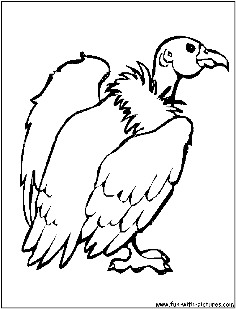 Buzzard coloring page