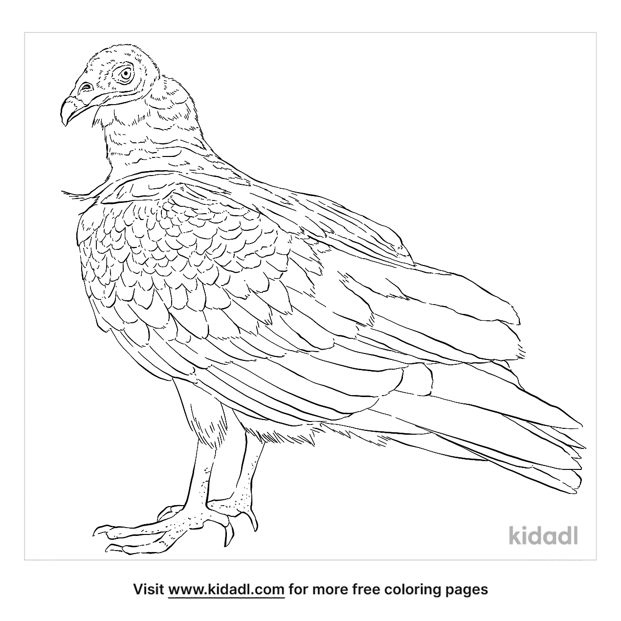 Free turkey vulture coloring page coloring page printables