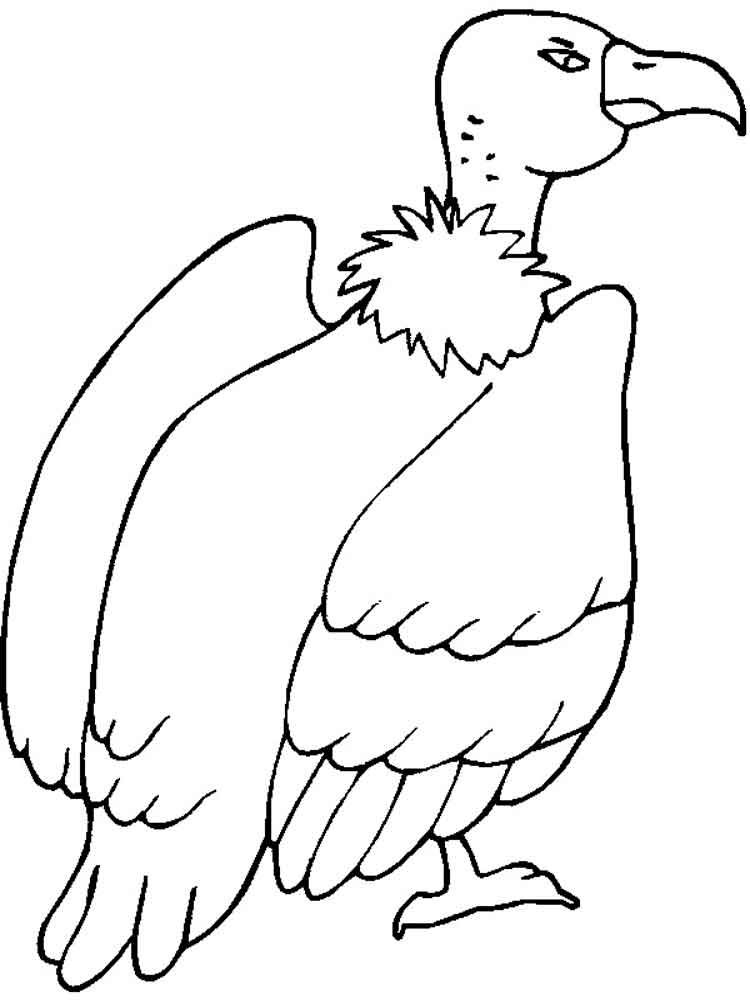 Vulture coloring pages