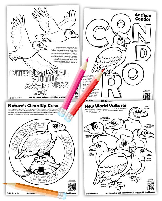 Free downloads vulture coloring pages activity pages