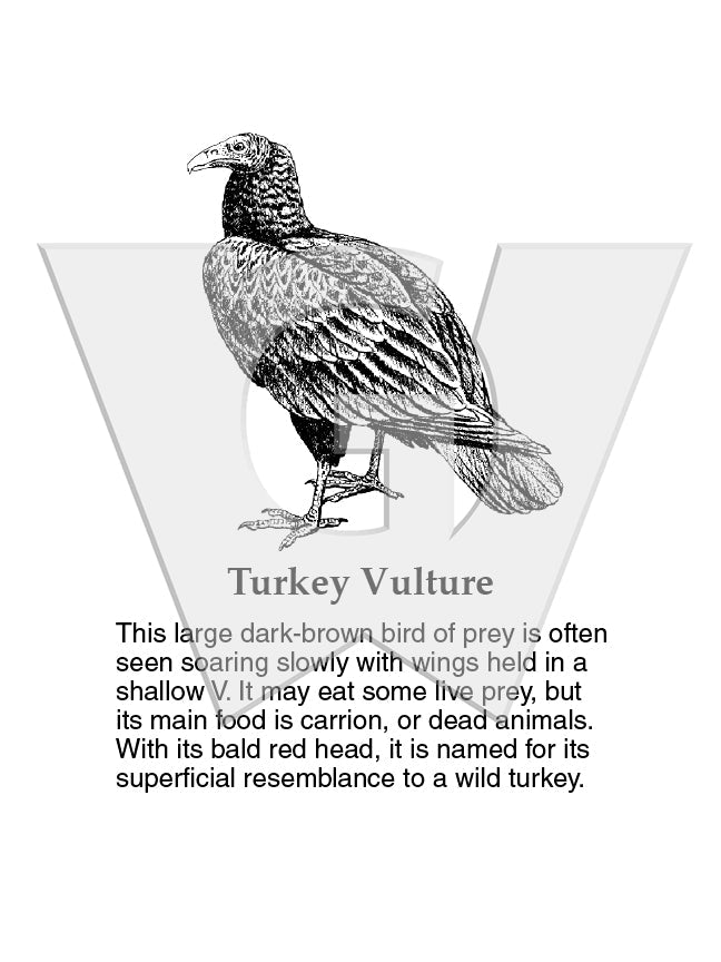 Turkey vulture â wilderness graphics inc