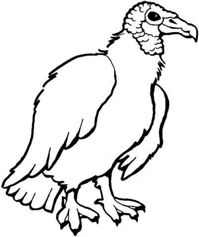 Turkey vulture coloring pages cartoon clip art coloring pages cartoon coloring pages