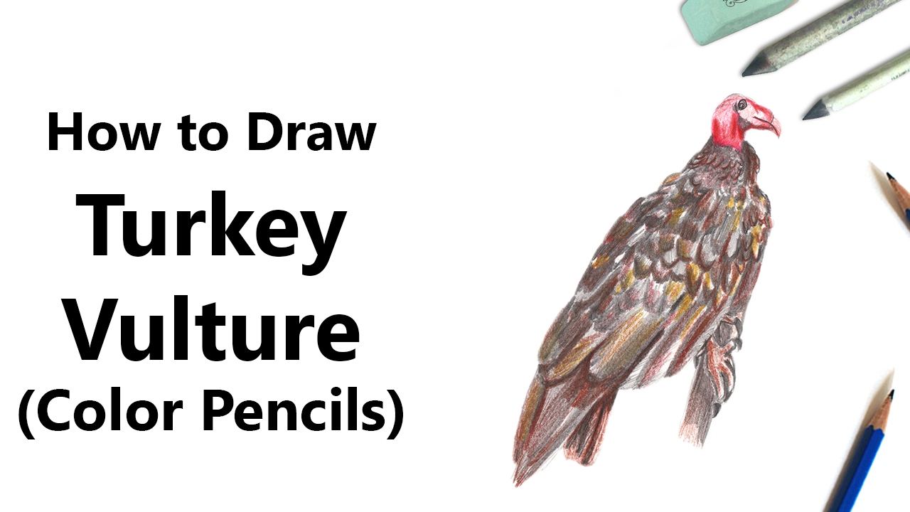 How to draw a turkey vulture with color pencils time lapse