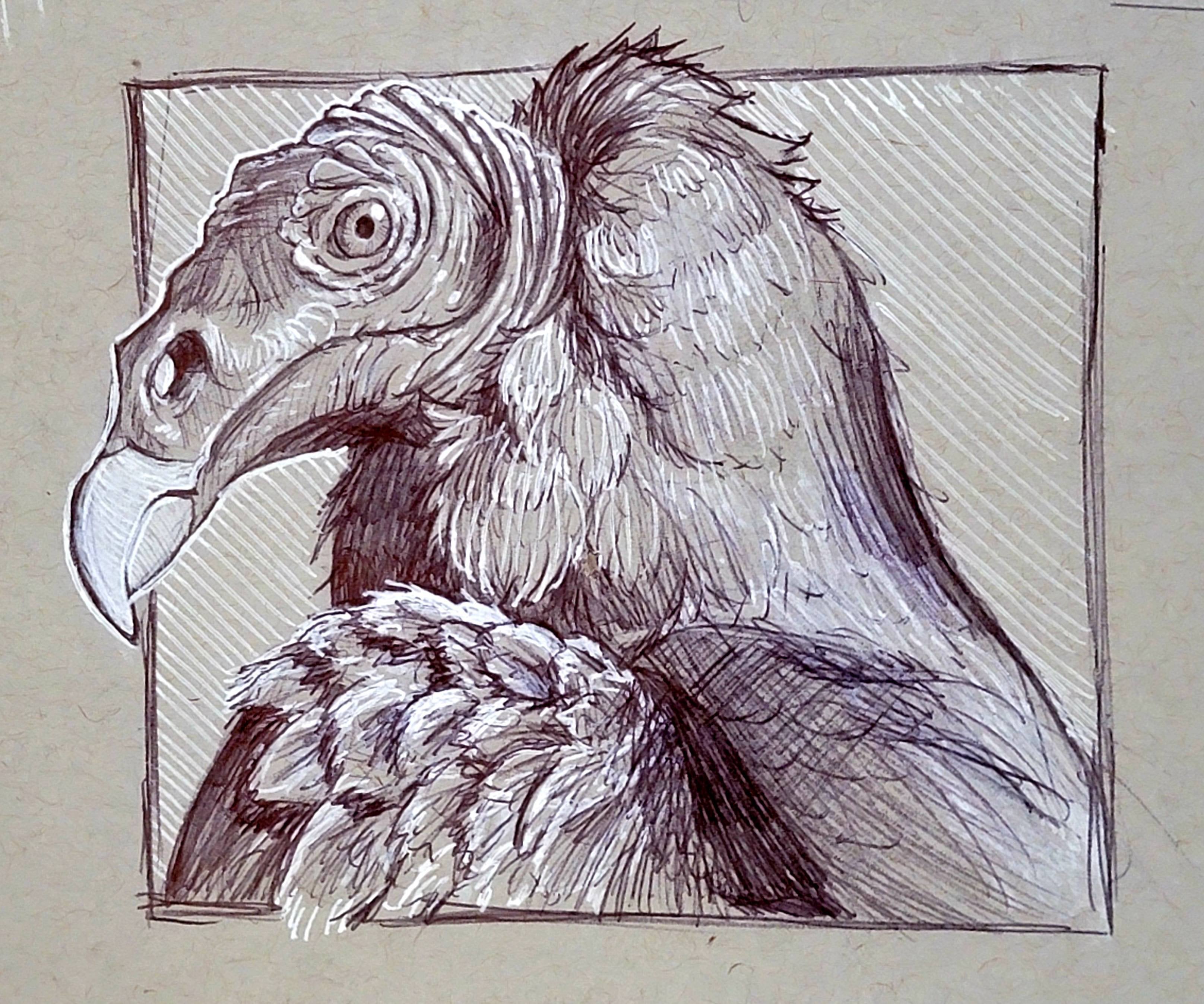 My drawing of a turkey vulture i love seeing them this time of year such menacing birds rbirding