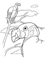 Vultures coloring pages and printable activities