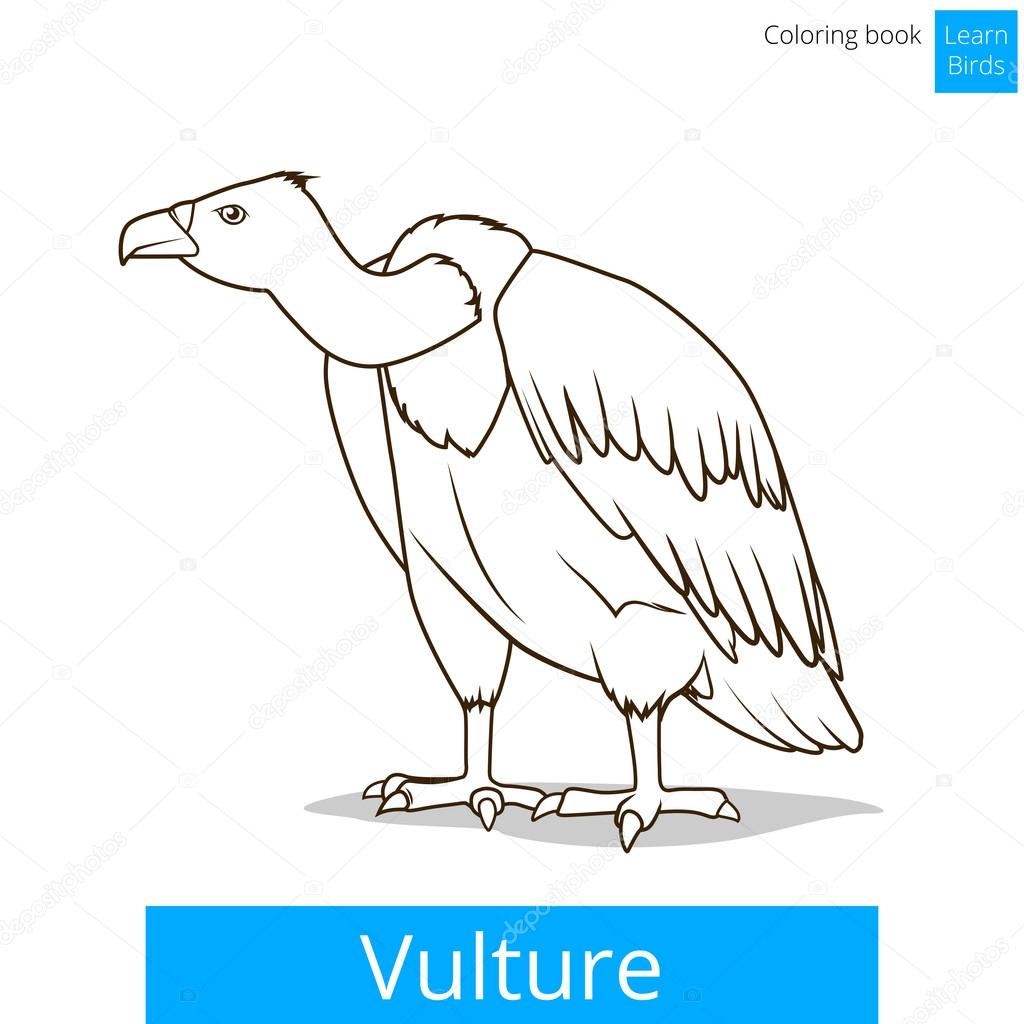 Vulture bird learn birds coloring book vector stock vector by alexanderpokusay