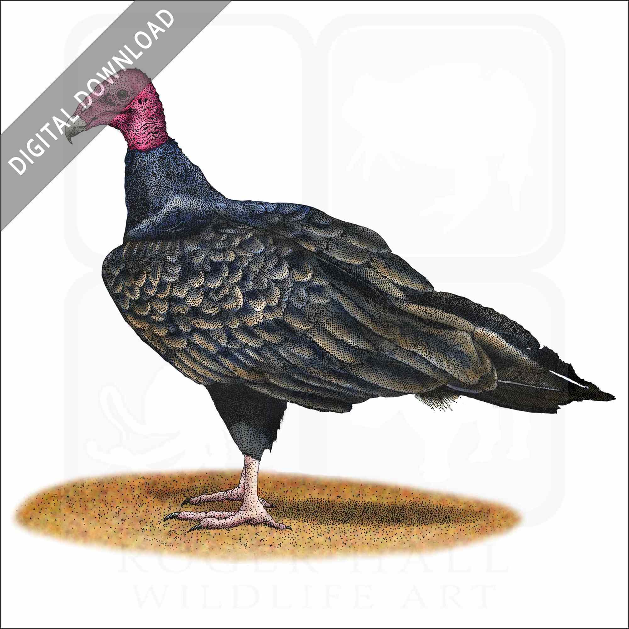 Stock art drawing of a turkey vulture