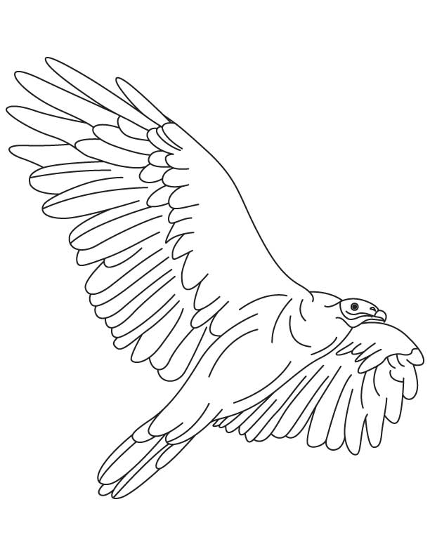 Turkey vulture line drawing