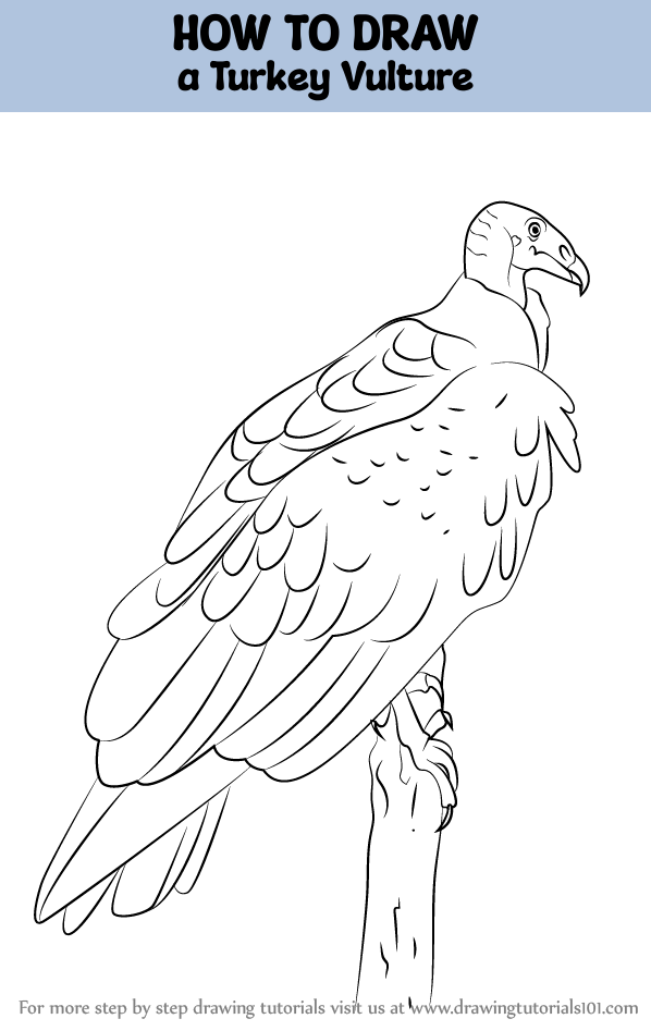 How to draw a turkey vulture bird of prey step by step