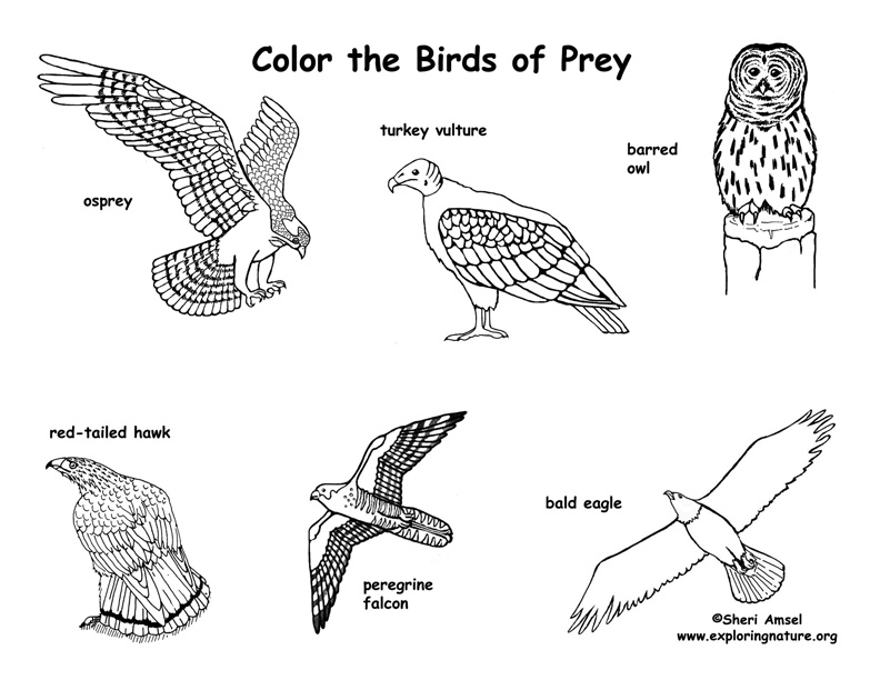 Birds of prey â coloring nature