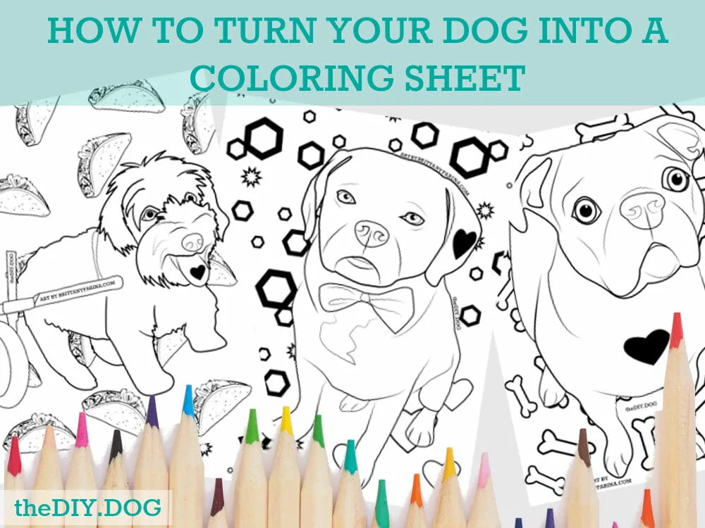 How to turn your dog into a coloring page