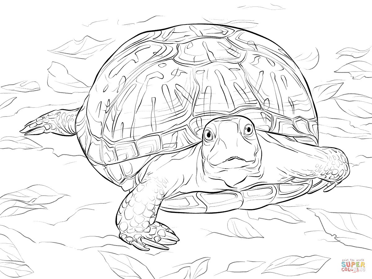 Realistic ornate box turtle coloring page free printable coloring pages