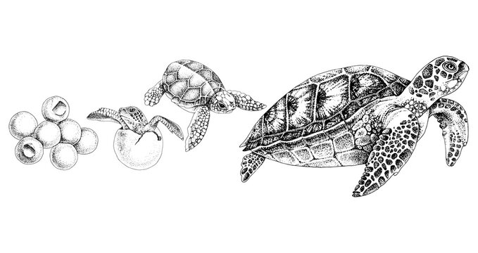 Turtle drawing images â browse photos vectors and video