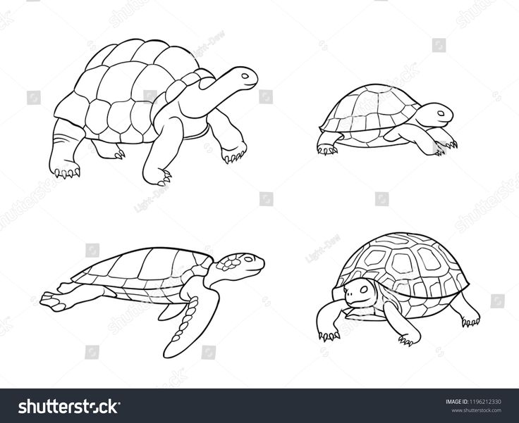 Set tortoise turtle outlines vector illustration stock vector royalty free shutteâ turtle outline vintage business cards template tortoise tattoo